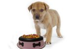 Slow Feeder Spill Proof Pet Bowl with Rubber Base and Bone Design; Pink and Black