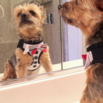 dog tuxedo harness