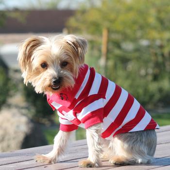 striped dog polo flamed scarlet red and white