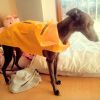 Reflective large dog pet raincoat puppy poncho waterproof windproof hooded raincoat; for small and large dog